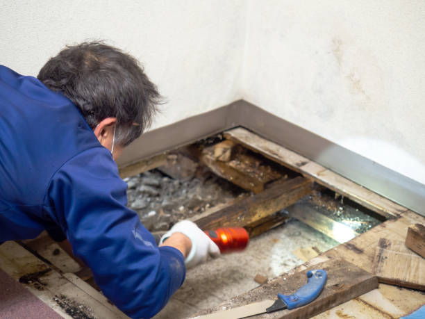 Best Health and Safety Mold Remediation in East Prairie, MO