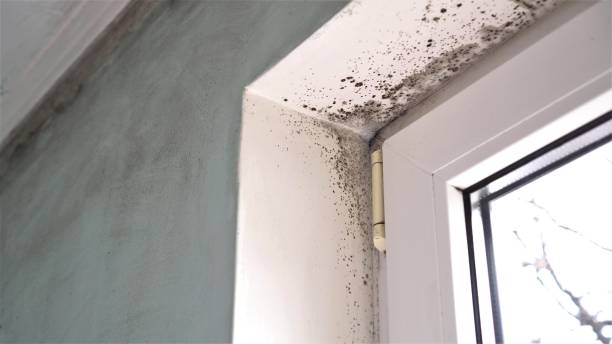 Best HVAC Mold Remediation in East Prairie, MO