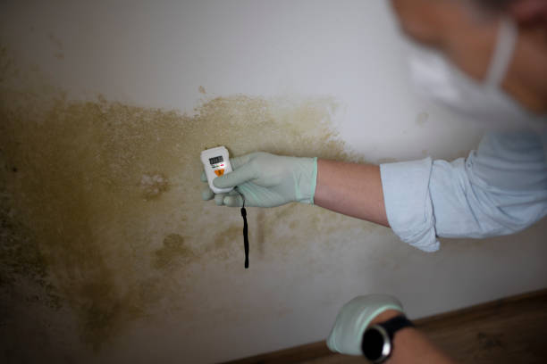 Best HVAC Mold Remediation in East Prairie, MO
