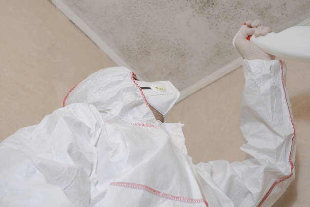 Best Attic Mold Remediation in East Prairie, MO