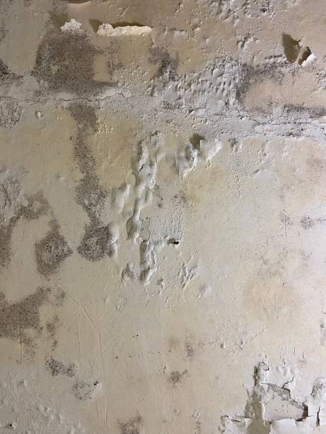 Best Bathroom Mold Remediation in East Prairie, MO