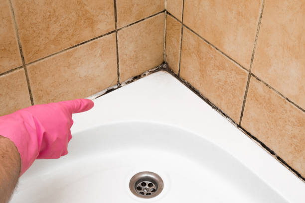 Best Preventive Mold Services in East Prairie, MO