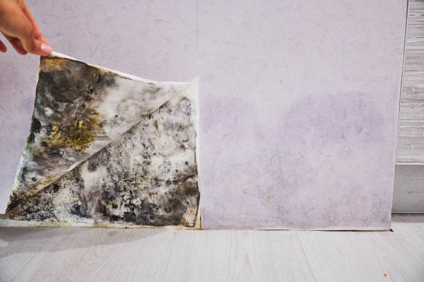 Best Industrial Mold Remediation in East Prairie, MO
